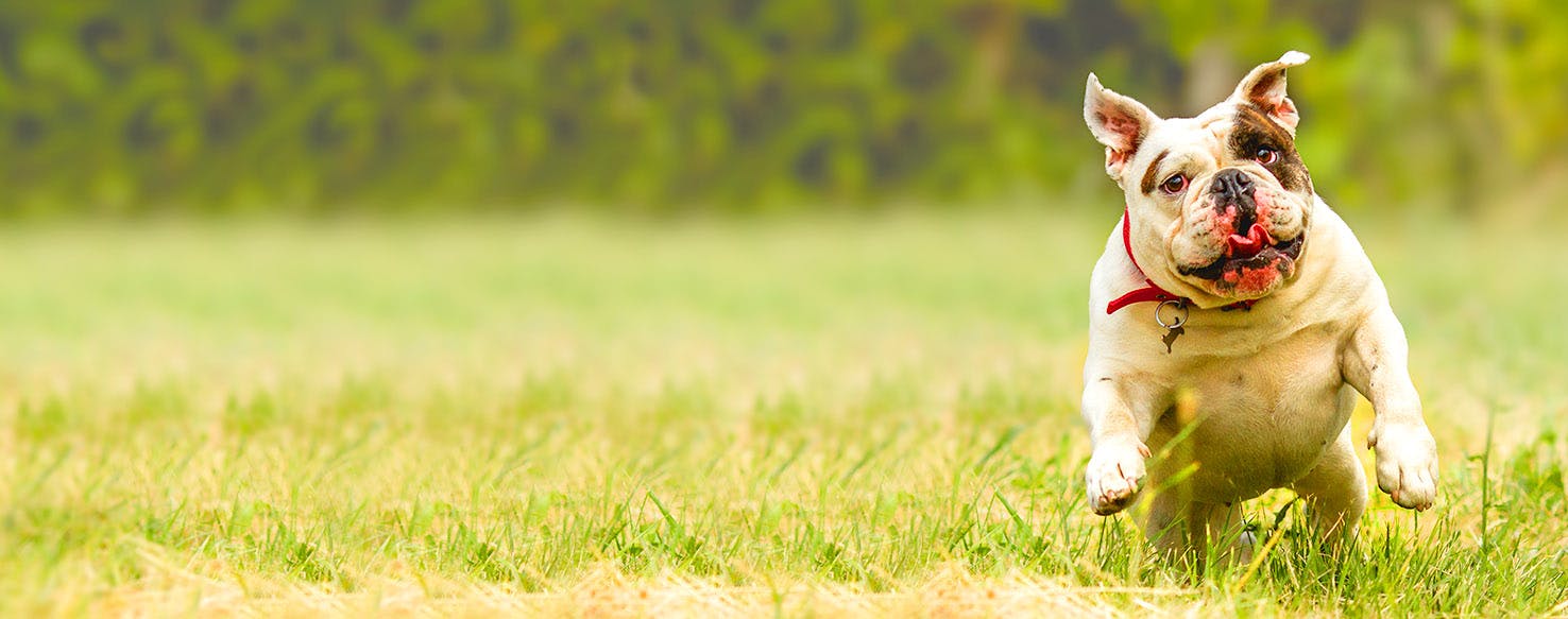 Breakfast Of Champions Inspired Dog Names Popular Male And Female Names Wag 